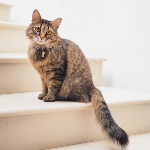 Котячий сад